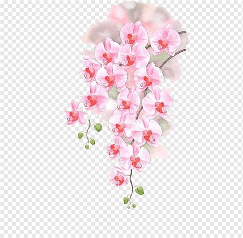 Gambar Lukisan Anggrek Cat Air PNG - Pngtree - balustradellc