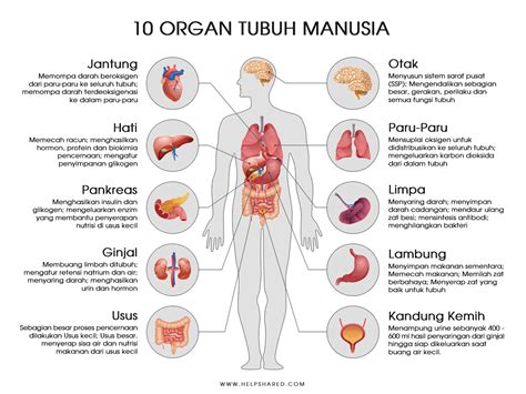Gambar Organ Tubuh Manusia Dan Fungsinya - wintechmobiles.com