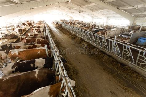 Gambar tanpa royalti Dairy cows feeding barn - Shutterstock - balustradellc