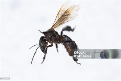 Gambar tanpa royalti Hymenoptera - Shutterstock - balustradellc