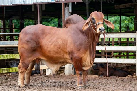 Gambar tanpa royalti Large brahman bull - Shutterstock - balustradellc