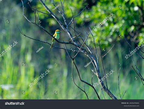 Gambar tanpa royalti Rural farm birds - Shutterstock - raincitystudios.com