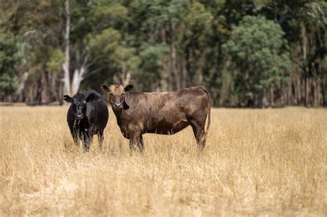 Gambar tanpa royalti Tall grass field cows - Shutterstock - balustradellc