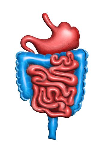 Gambar Usus Dan Lambung - muktibox.com