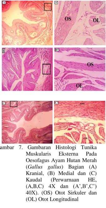Gambaran anatomi dan histologi oesofagus dan proventrikulus pada ayam ... - balustradellc