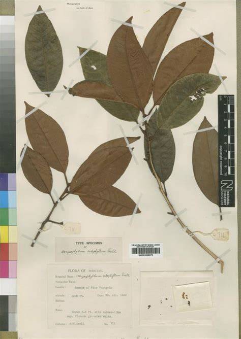 Gambeya albida - raincitystudios.com