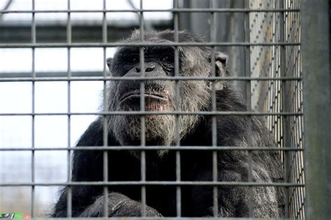 GAP Sanctuary Europe - ape-monkey-rescue.org.uk - raincitystudios.com