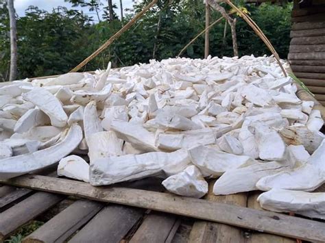 Gaplek Itu Apa - balustradellc