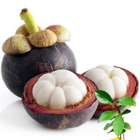 Garcinia mangostana - an overview | ScienceDirect Topics - raincitystudios.com