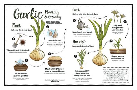 Garlic Planting and Growing Guide - balustradellc