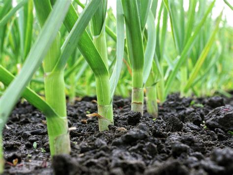 Garlic Planting Methods and Seed Selection Best Practices - balustradellc