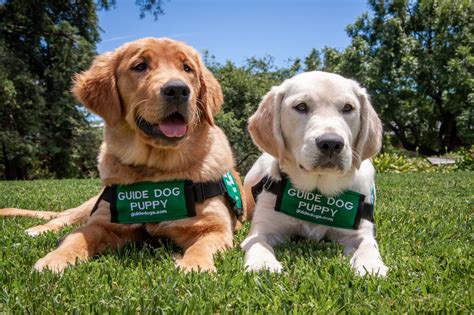 GDB Redmond,WA Puppy Raisers - YouTube