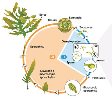 GEcoKelp | Science - muktibox.com