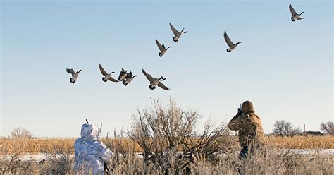 Geese Hunting with a Slingshot: Essential Tips for Slingshot Hunters - balustradellc