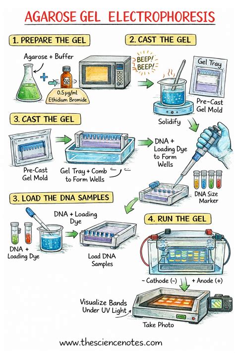 Gel electrophoresis | DNA Separation & Analysis - wintechmobiles.com