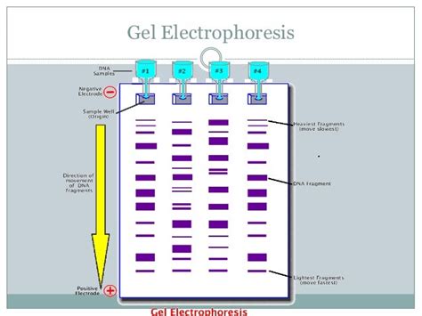 Gel electrophoresis is used for 1. Isolation of DNA ... - NEETPrep - wintechmobiles.com