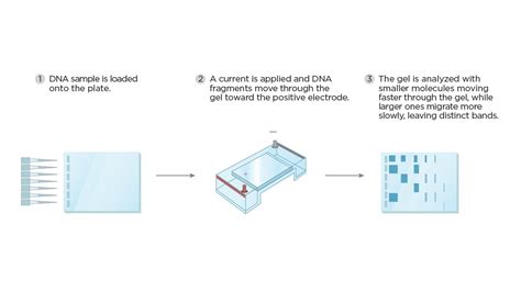 Gel electrophoresis of nucleic acids - wintechmobiles.com