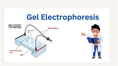 Gel electrophoresis - wintechmobiles.com