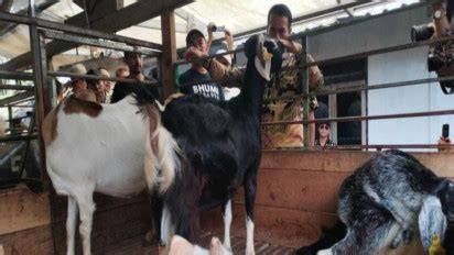 Gembala Kambing Perah di Bhumi Naraya Farm - raincitystudios.com