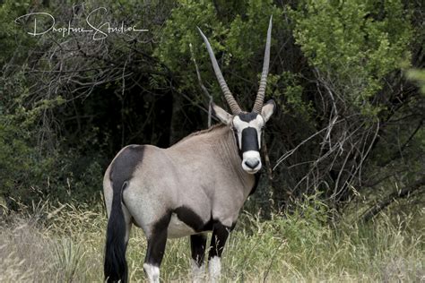 GEMSBOK — Texas Divide Ranch