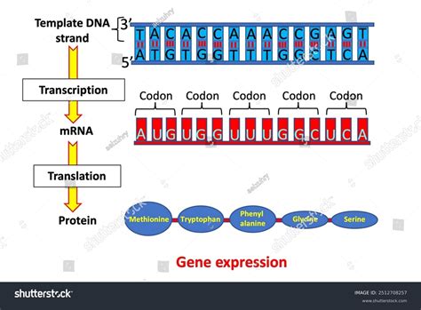 Gene expression: DNA to protein | Biological Principles - wintechmobiles.com