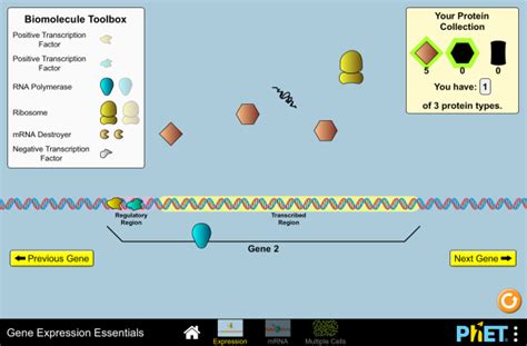 Gene Expression Essentials - Gene Expression | DNA … - wintechmobiles.com