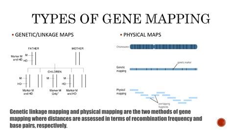 Gene Mapping | PDF - muktibox.com