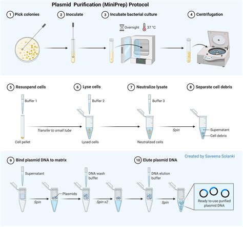 General Protocols for Preparation of Plasmid DNA … - muktibox.com