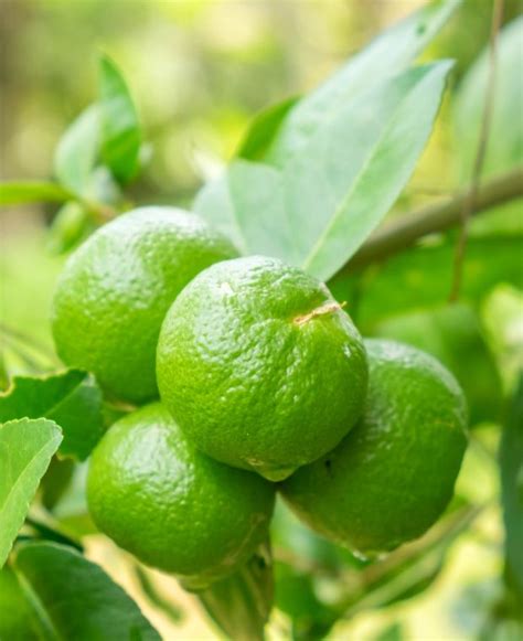 Genetic diversity in lime (Citrus aurantifolia Swing.) and lemon ... - raincitystudios.com