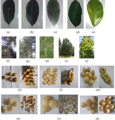 Genetic variations of Lansium domesticum Corr - Unila - balustradellc