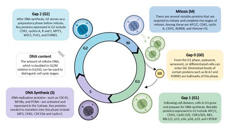 Genetics and Cell Cycle: Mutations, Cancer, and Protein ... - Quizlet - muktibox.com