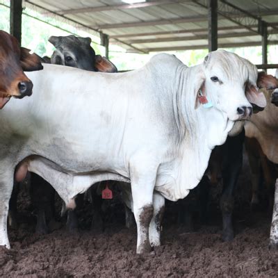 Genetik juara, pertumbuhan nyata! Sapi Brahman Cross (BX ... - balustradellc