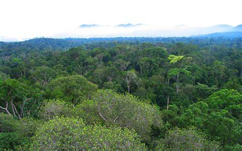 Genetika Hutan Borneo Ungkap Masa Lalu dan - raincitystudios.com