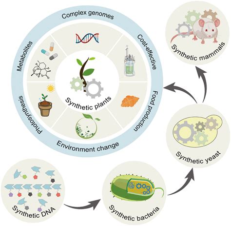 Genome synthesis in plants - Nature - wintechmobiles.com