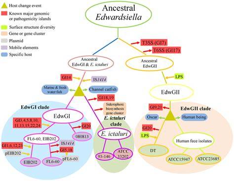 Genomic diversity and evolutionary patterns of Edwardsiella ictaluri ... - raincitystudios.com