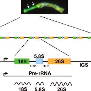Genomic structures of rDNA clusters in - Springer - wintechmobiles.com