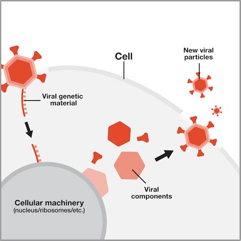 Genomics and Virology - National Human Genome … - muktibox.com