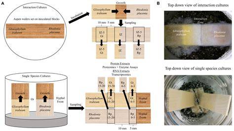 Genomics of wood-degrading fungi - ScienceDirect - raincitystudios.com