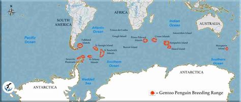 Gentoo Penguin Distribution Map - muktibox.com