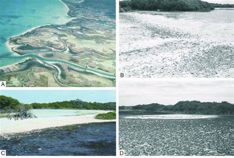 Geomorphology and Sedimentology of Tidal Flats - ScienceDirect - raincitystudios.com