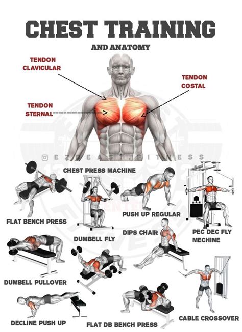 Gerakan Latihan Otot Dada Bawah - Decline Dumbell Bench Press - balustradellc