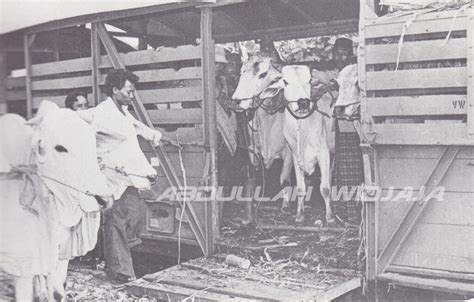 Gerbong ternak | S1 | Terakreditasi | Universitas STEKOM Semarang - balustradellc