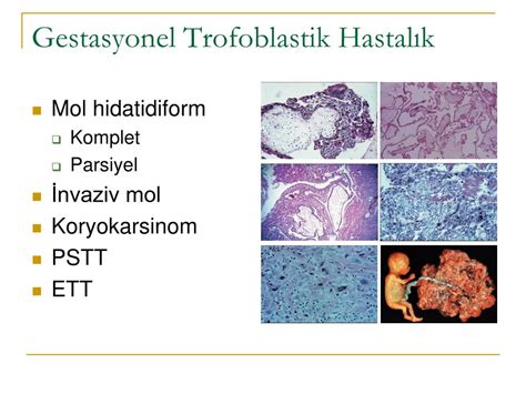 veodersti.rgarabwor.edu.pl. 