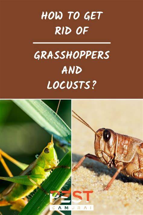 Get Rid of Grasshoppers - raincitystudios.com
