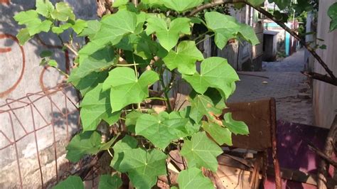 Getah Jarak - balustradellc