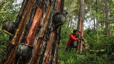 Getah pinus masuk peta jalan Hilirisasi Investasi Strategis - raincitystudios.com