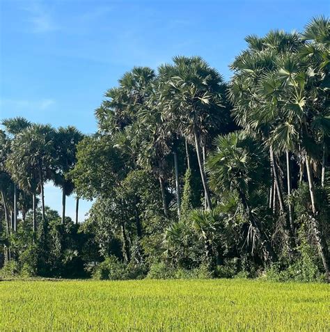 Getting Rid of Carpenter Bees | Lowe’s - balustradellc