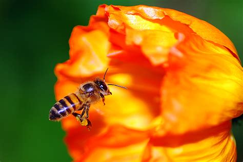 Getting Started Guide to Close-Up Photography - balustradellc