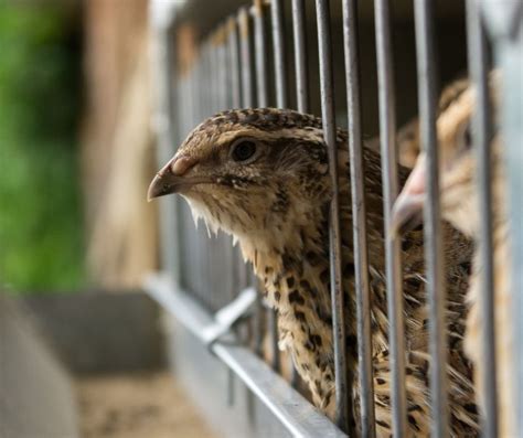 Getting Started In Raising And Keeping Quail - balustradellc