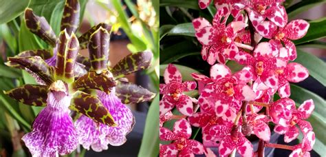 Getting started with orchids - ABC Gardening Australia … - raincitystudios.com